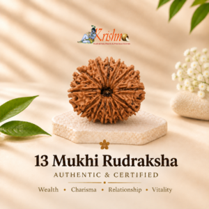 13 Mukhi Nepali Rudraksha